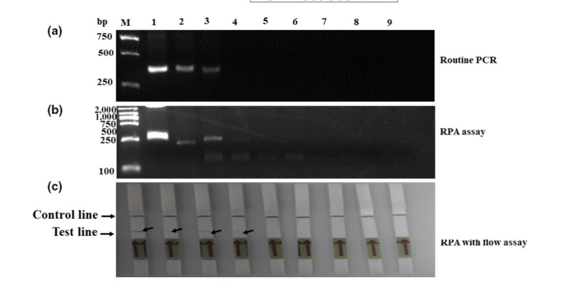 LAMP-LFA for the detection of CyHV-2 - viruses in aquaculture