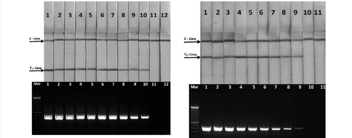 LAMP-LFA for the detection of CyHV-3 & CEV - viruses in aquaculture