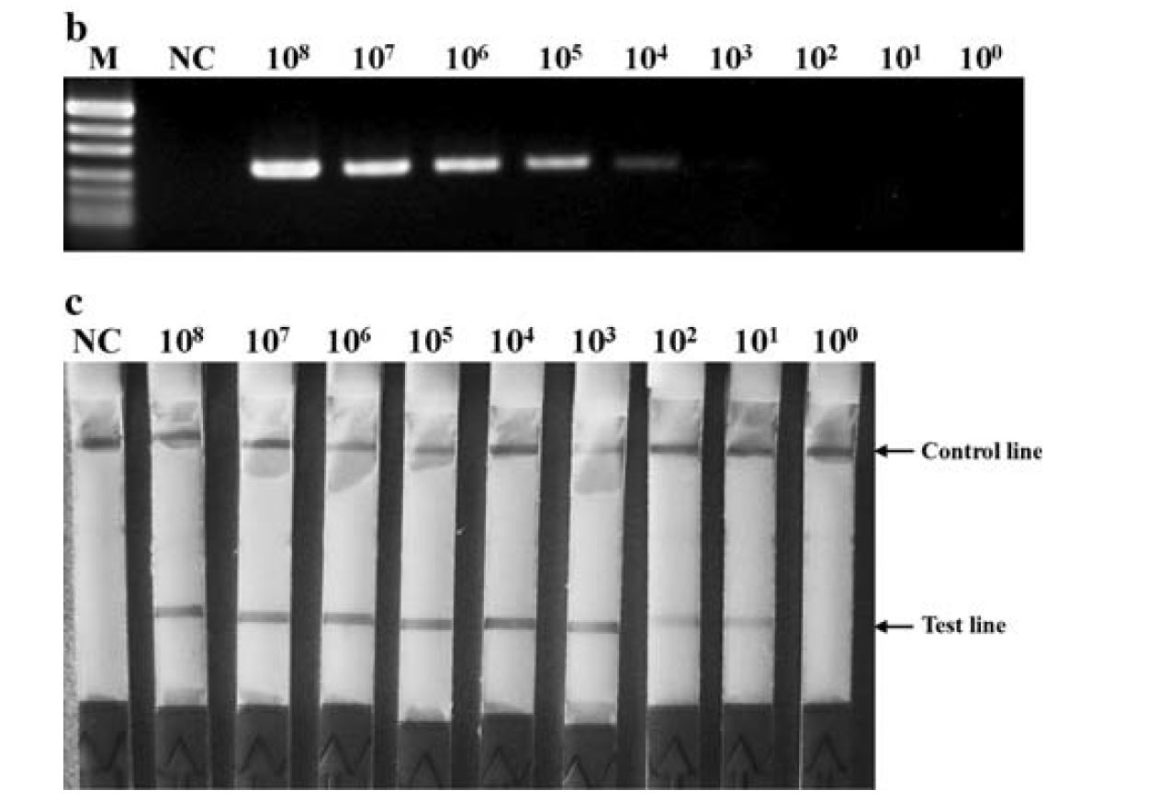 LAMP-LFA for the detection of ISKNV - viruses in aquaculture