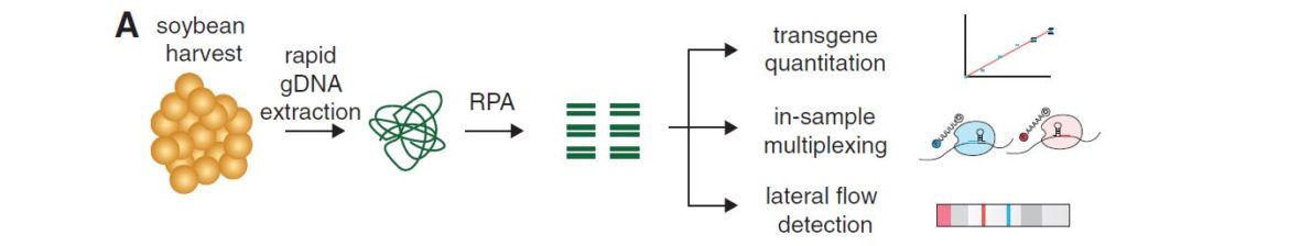 Cas12 time cleavage