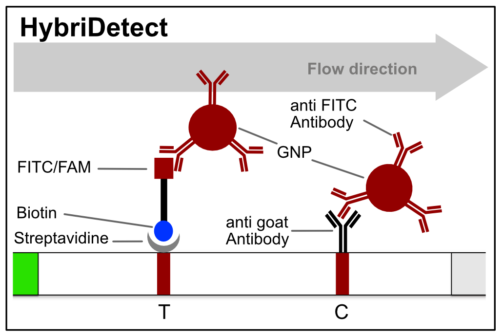 Composition of the HybriDetect.