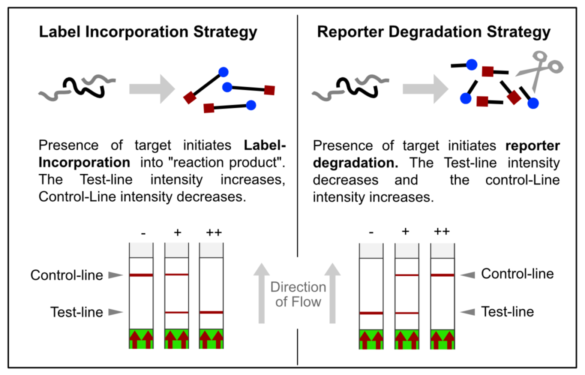 Overview of two LFA-related signal generation strategies.