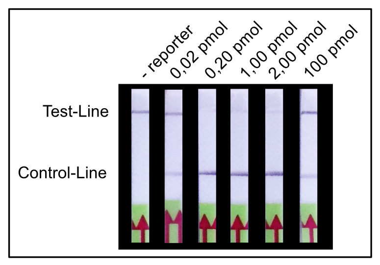 Figure 5. Impact of reporter amount on C- and T-line intensities.