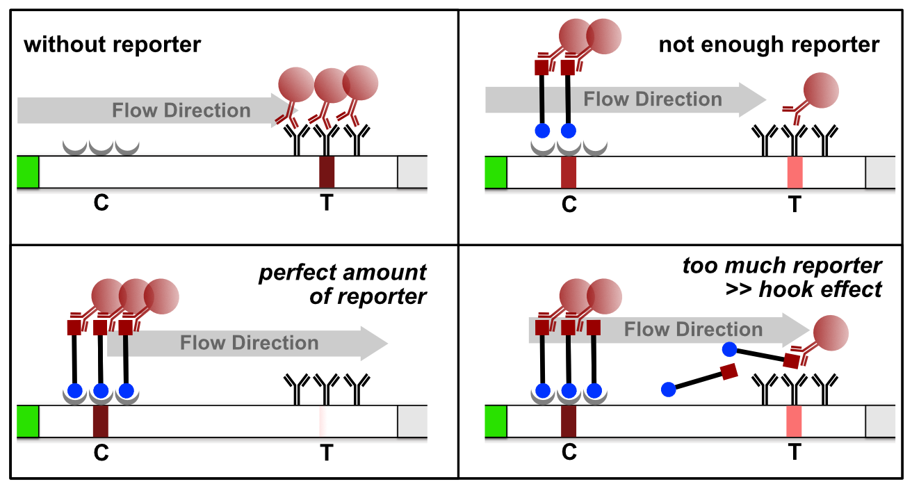 Figure 6. Reporter induced Hook Effect in the HybriDetect system.