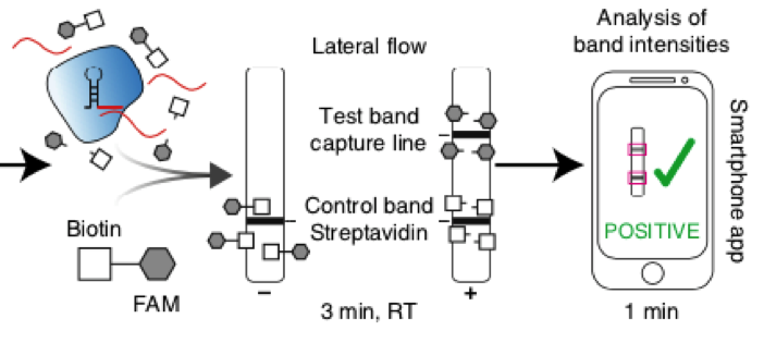 Detection of SHERLOCK by HybriDetect