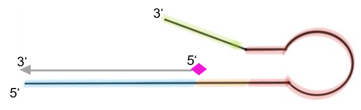 Structure of block oligos to overcome loss of sensitivity.