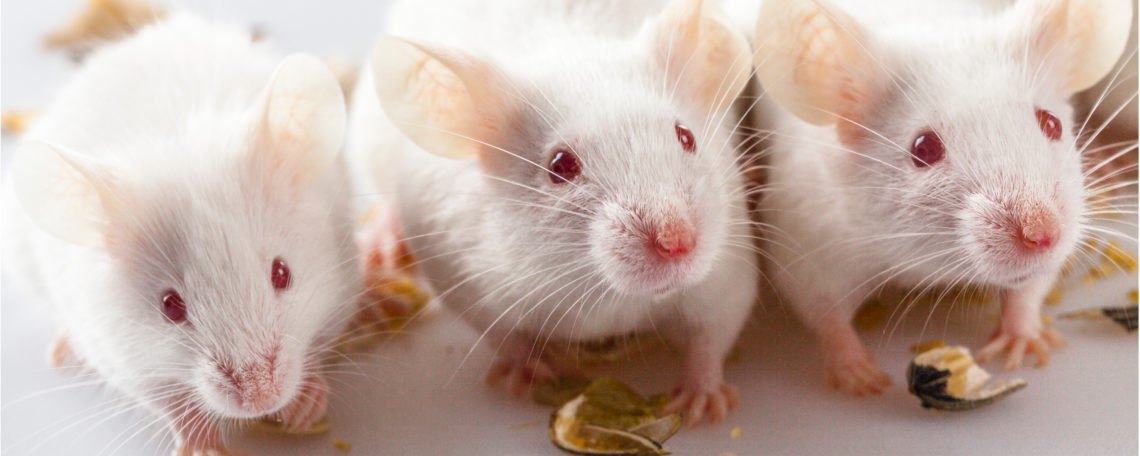 Isotyping mouse antibodies