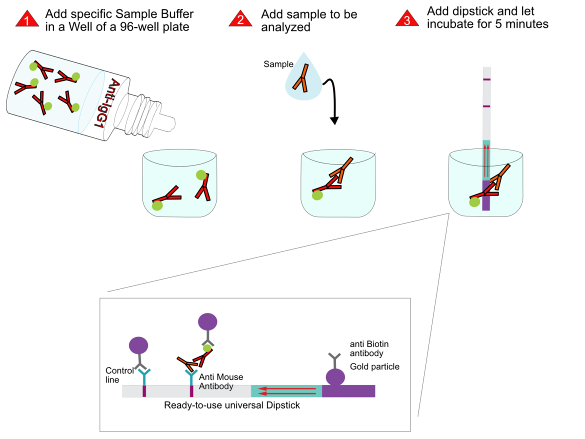 Iso-Gold™ Rapid Mouse-Monoclonal Isotyping Kit, 5 tests – BioAssay Works LLC