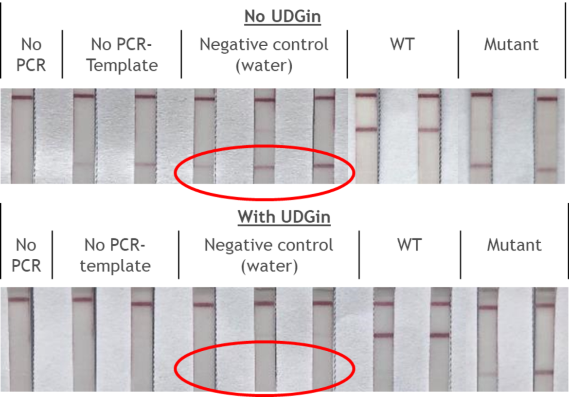 UDG for prevention of carryover contamination