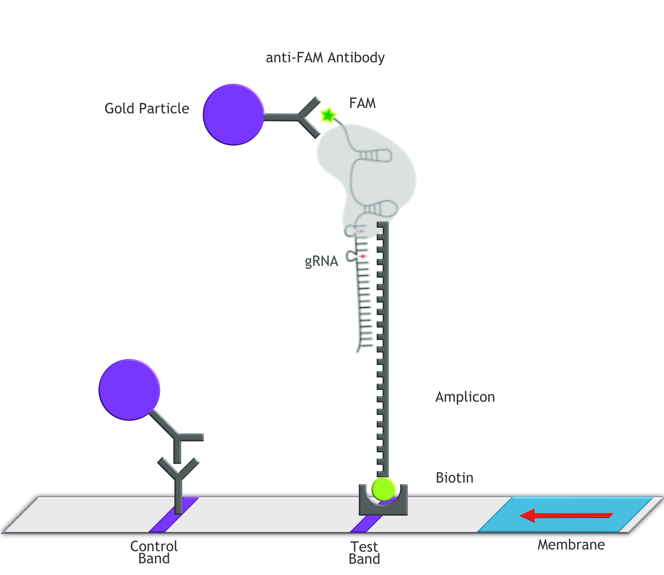 Fig.2: FELUDA TEST - Milenia HybriDetect and FnCas9