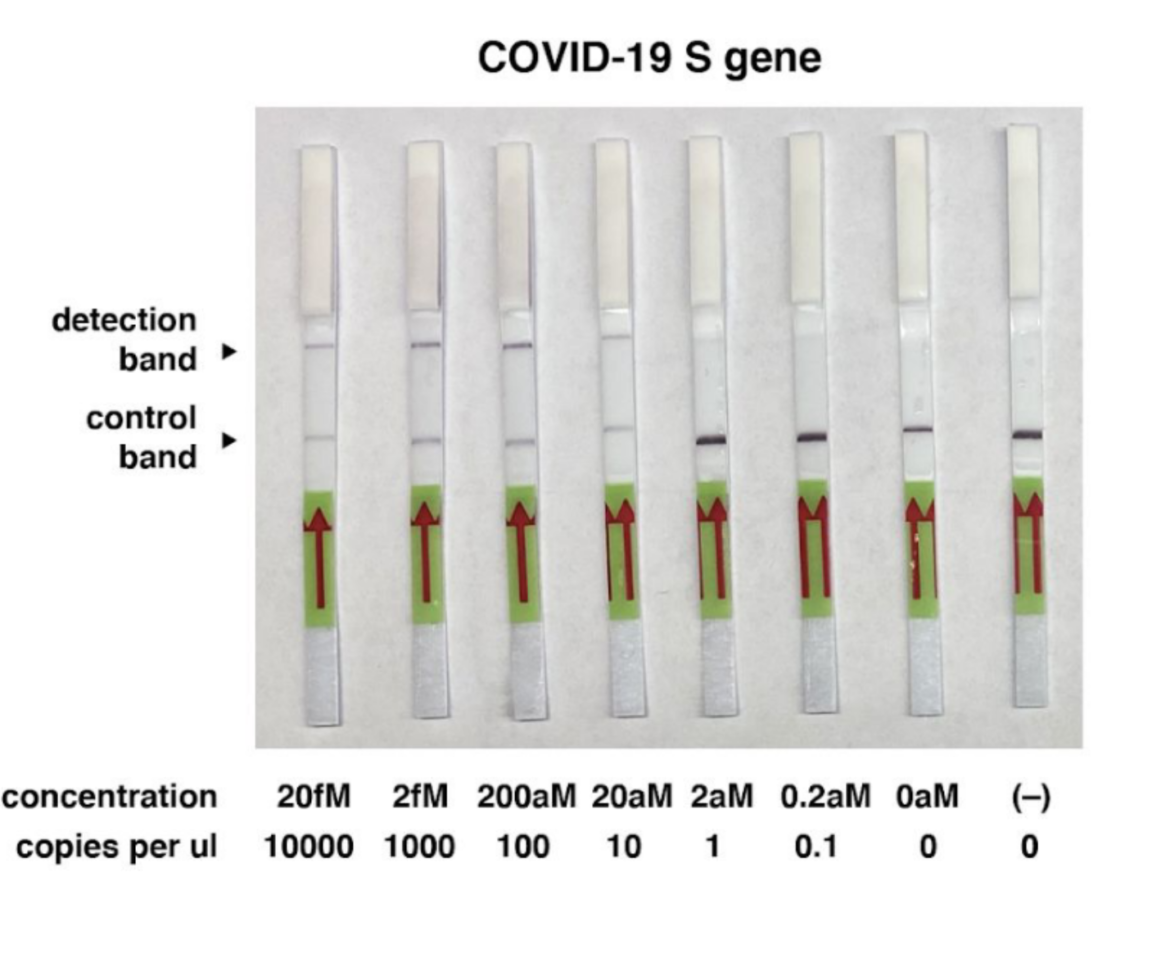 Covid-19 Rapid Test. Detection of the Covid-19 S gene with HybriDetect Strips. First four dipsticks show positive result.