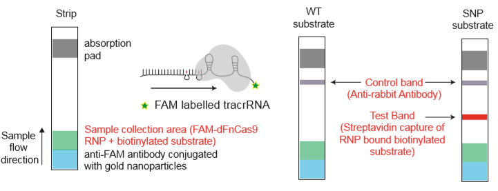 Fig. 1: Feluda test principle on HybriDetect