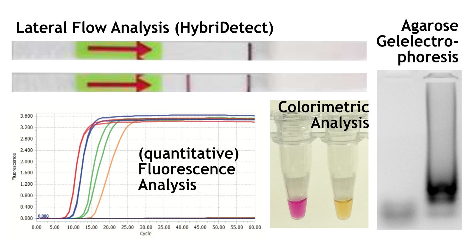 Figure 2. Loop mediated isothermal amplification (LAMP) readout strategies