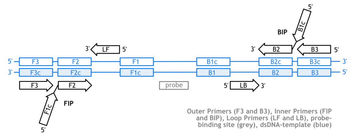 Loop Mediated Isothermal Amplification (LAMP) - Lateral Flow