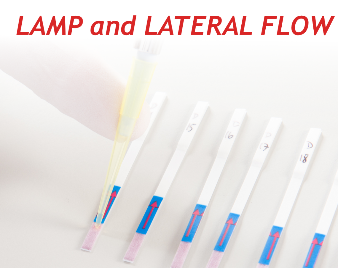 Loop Mediated Isothermal Amplification (LAMP) Lateral Flow