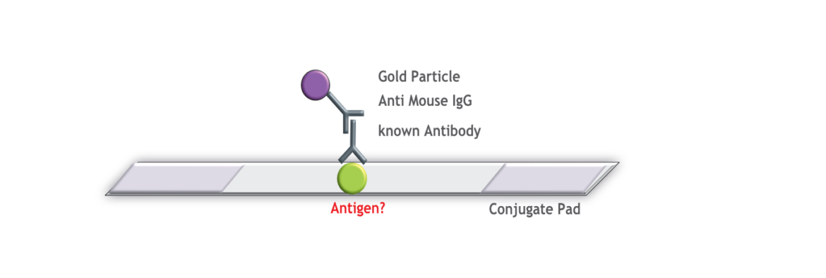 Dipstick gelaufen - known Antibody