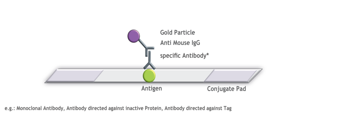 ProteinDetect Dipstick