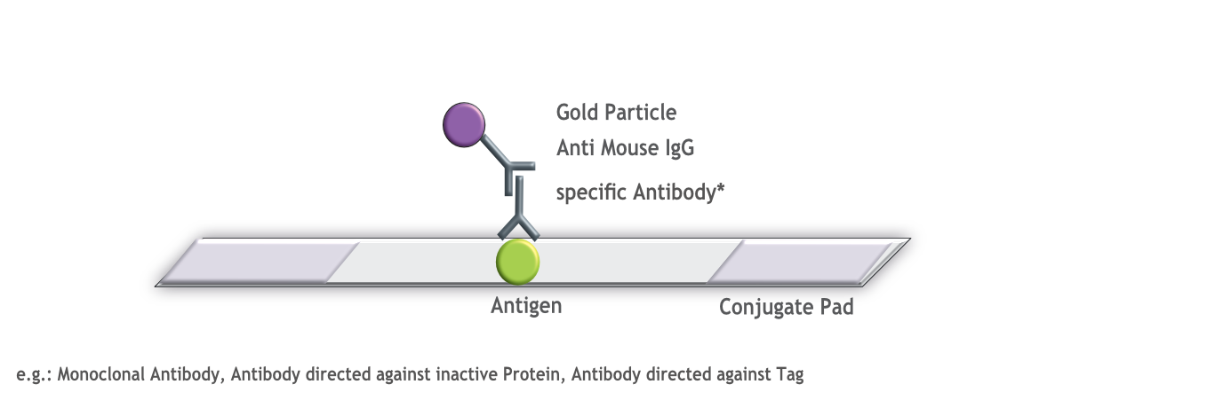 Rapid Antigen Detection Test on ProteinDetect Dipstick