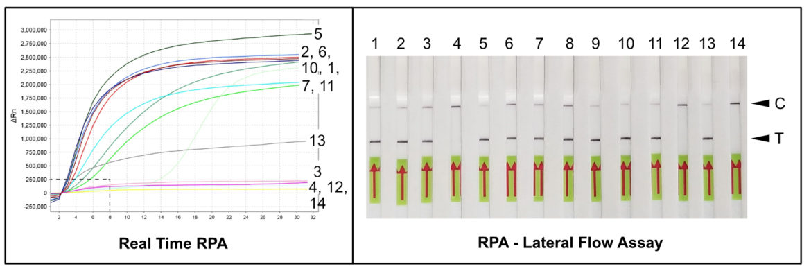 RPA_LFA_Mhapla