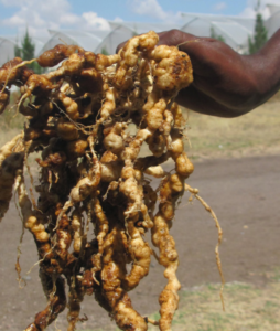 tomato root infected by plant pathogen