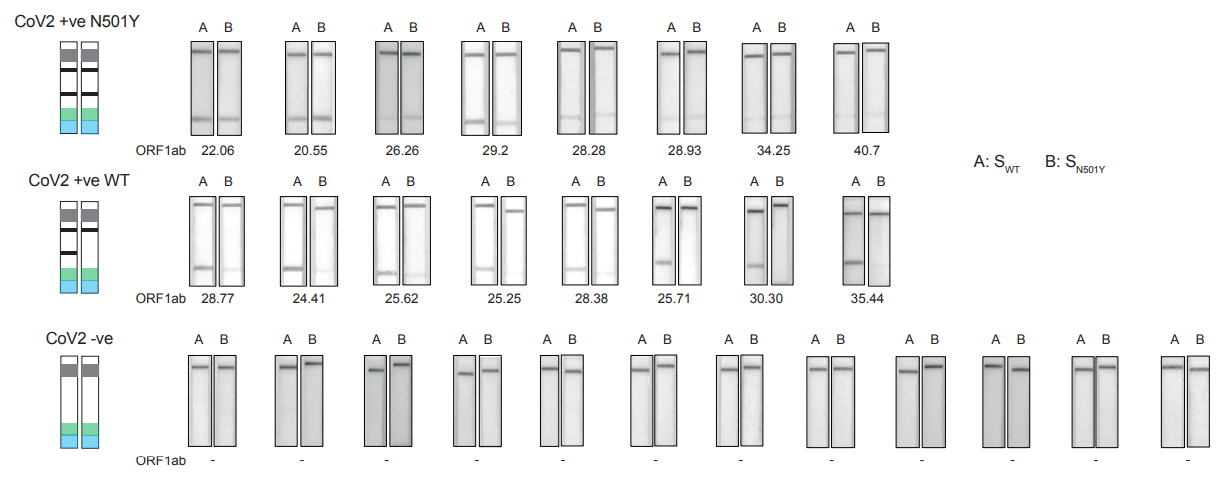Covid Mutation and Wildtype Detection on Patient Samples