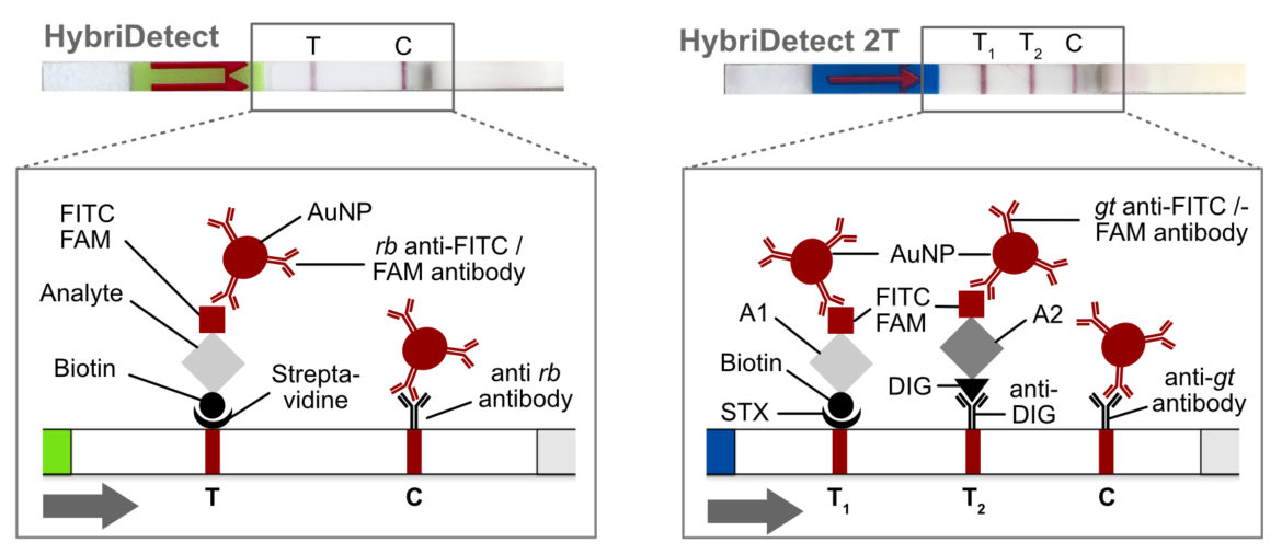 Milenia HybriDetect for simple Lateral Flow Development- Composition and general detection principle