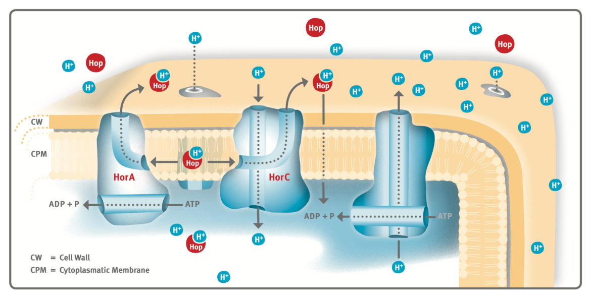 HorA- and HorC- mediated Hop Resistance Mechanisms