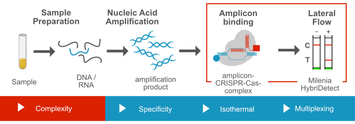 CRISPR dependent nucleic acid detection via lateral flow using specific amplicon binding