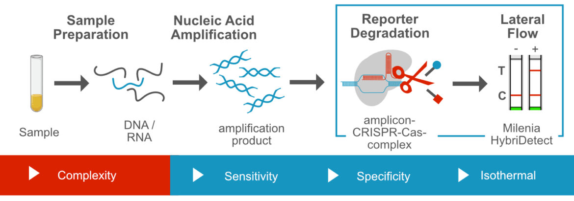 CRISPR dependent nucleic acid detection via lateral flow using collateral nuclease activity