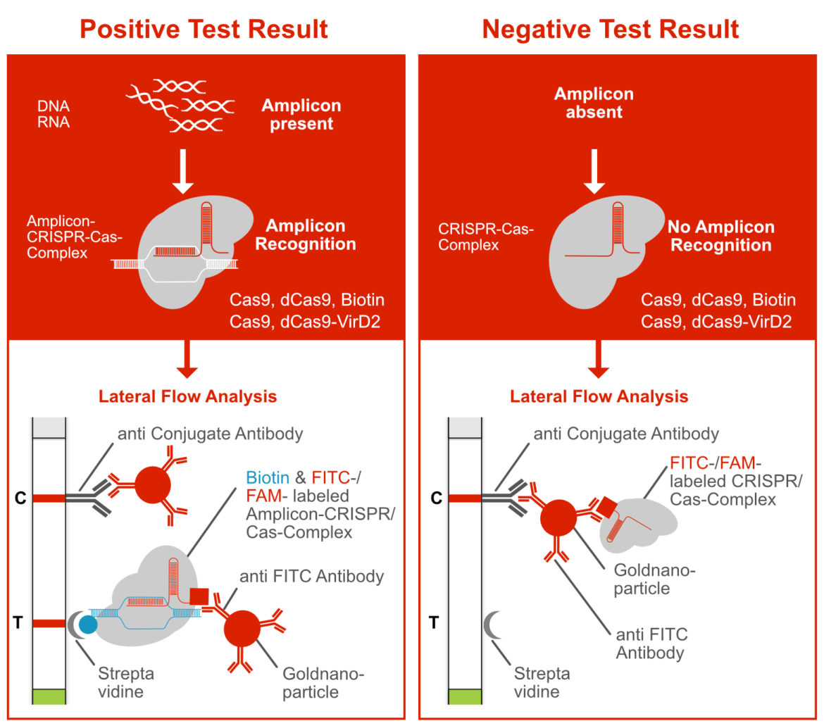 Detection Principle of CRISPR-Cas dependent Assay using the Label Incorporation Strategy