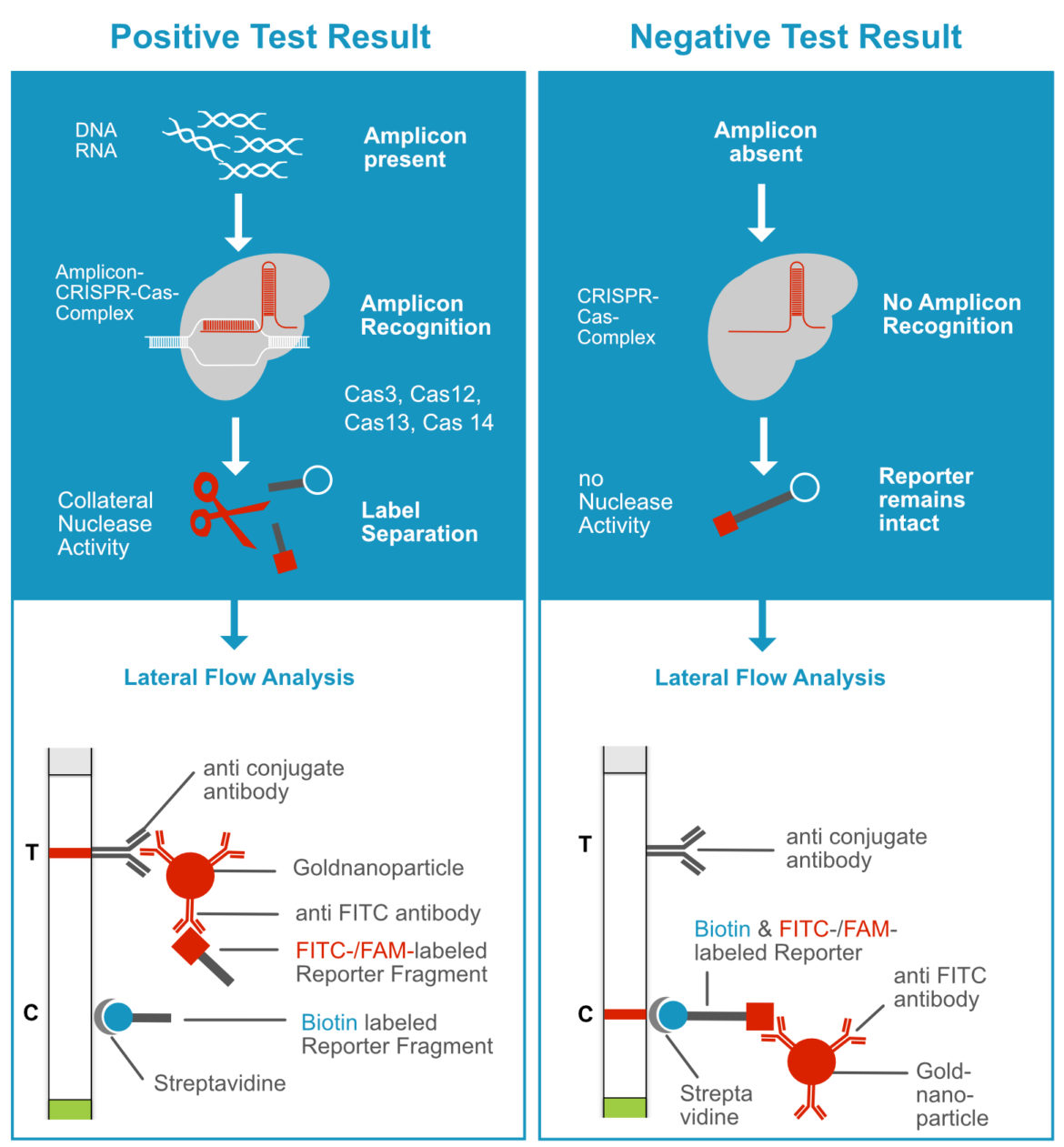 Detection Principle of CRISPR-Cas dependent Assay using the Label Incorporation Strategy