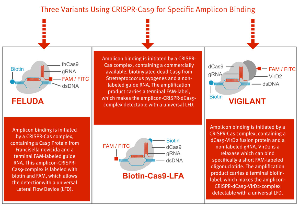 CRISPR-Cas 9 - Lateral Flow Detection Strategies