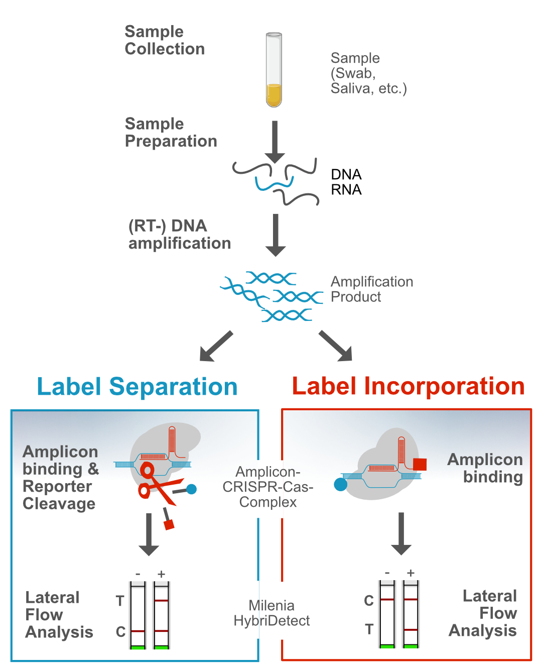 CRISPR-Cas and Lateral Flow: Workflow and 2 general detection strategies