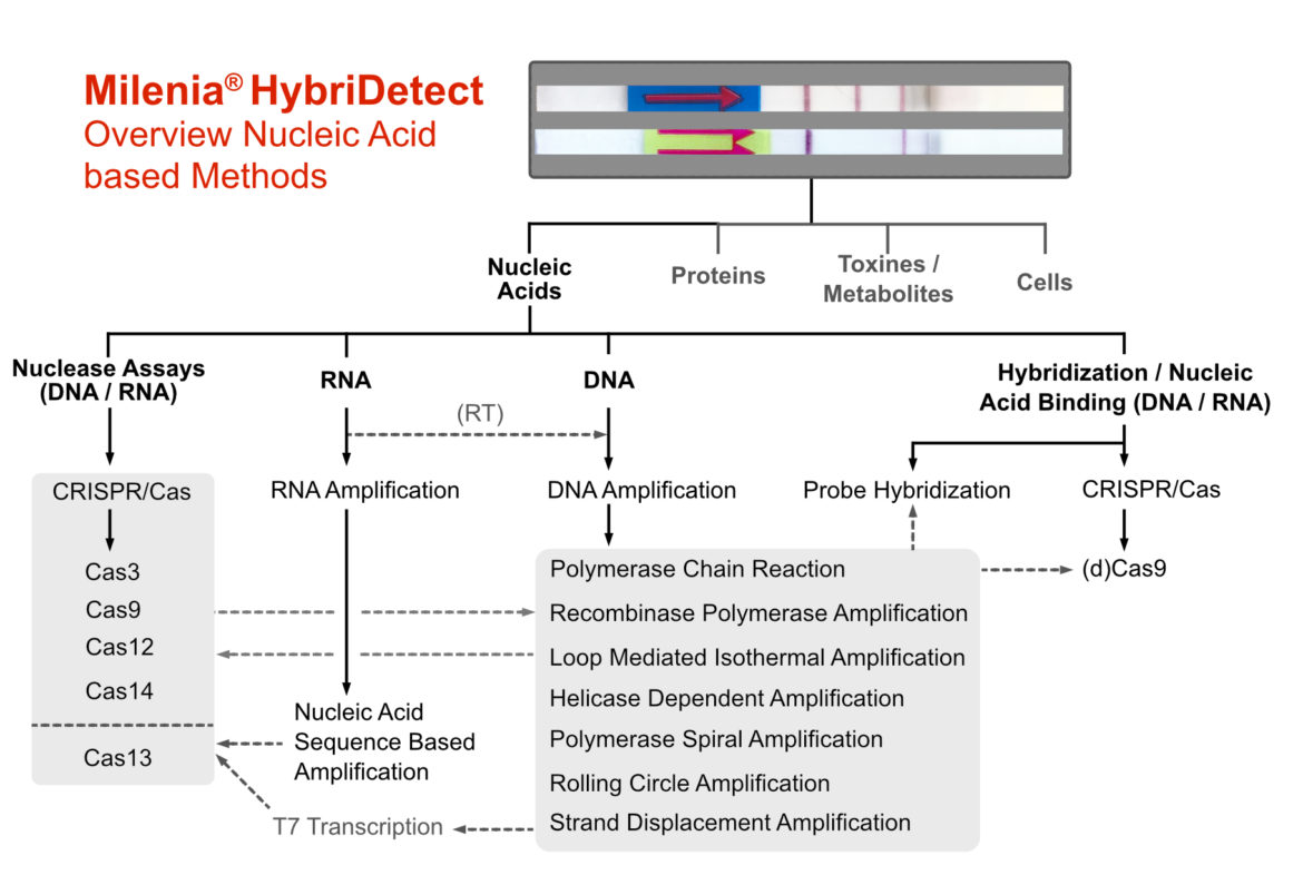 Overview most frequently used DNA-/ RNA dependent detection startegies combined with Milenia HybriDetect