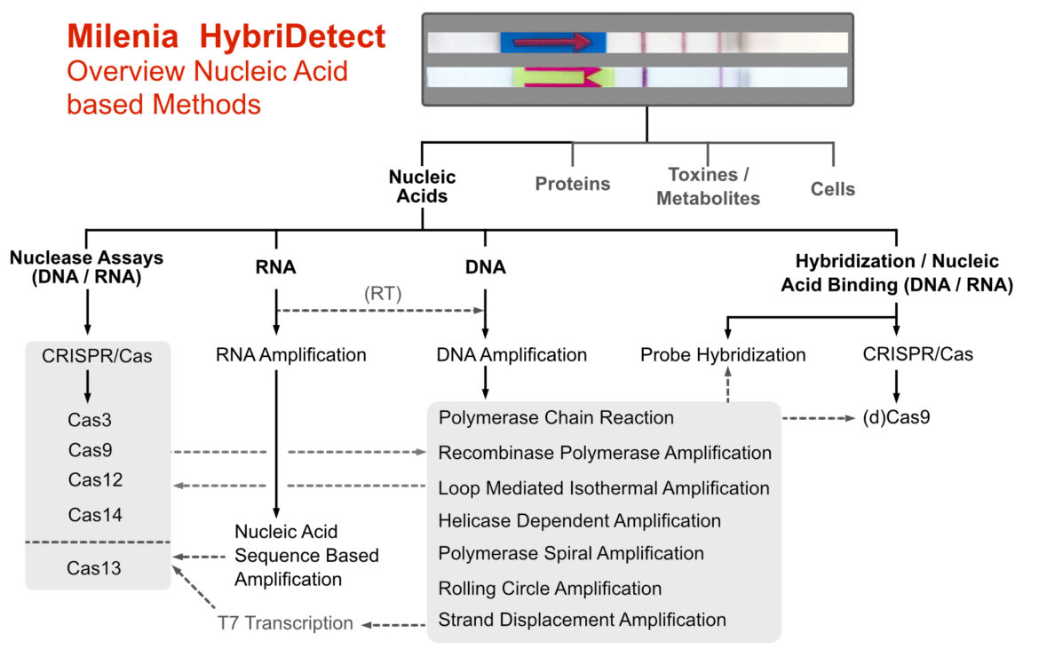HybriDetect Applications Overview of nucleic acid detection methods using Milenia HybriDetect. A tree diagram categorizes the targets into nucleic acids, proteins, toxins/metabolites, and cells. The focus is on nucleic acids, divided into nuclease assays (CRISPR/Cas3/9/12/13/14), RNA amplification, and DNA amplification (such as PCR, RPA, LAMP, HDA), as well as hybridization methods.