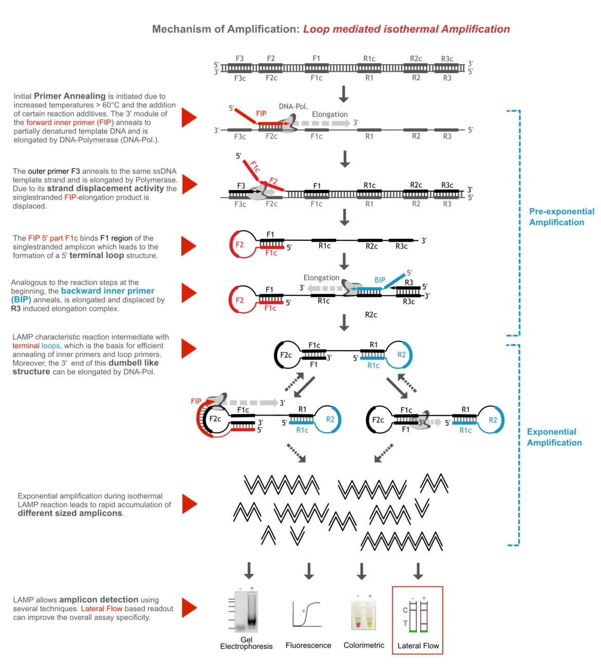 General Amplification Mechanism_Loop mediated isothermal Amplification