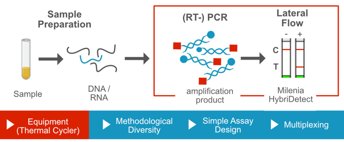 Polymerase Chain Reaction-based DNA-Amplification and Lateral Flow