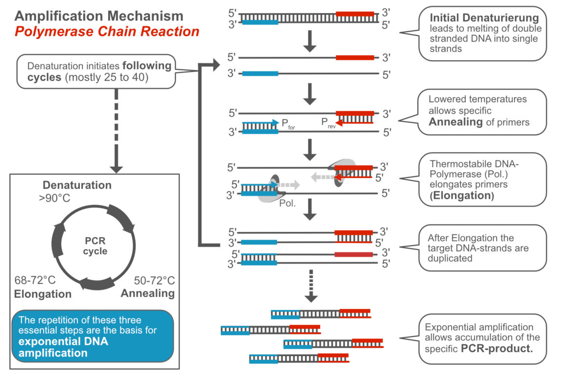 General Mechanism of the Polymerase Chain Reaction