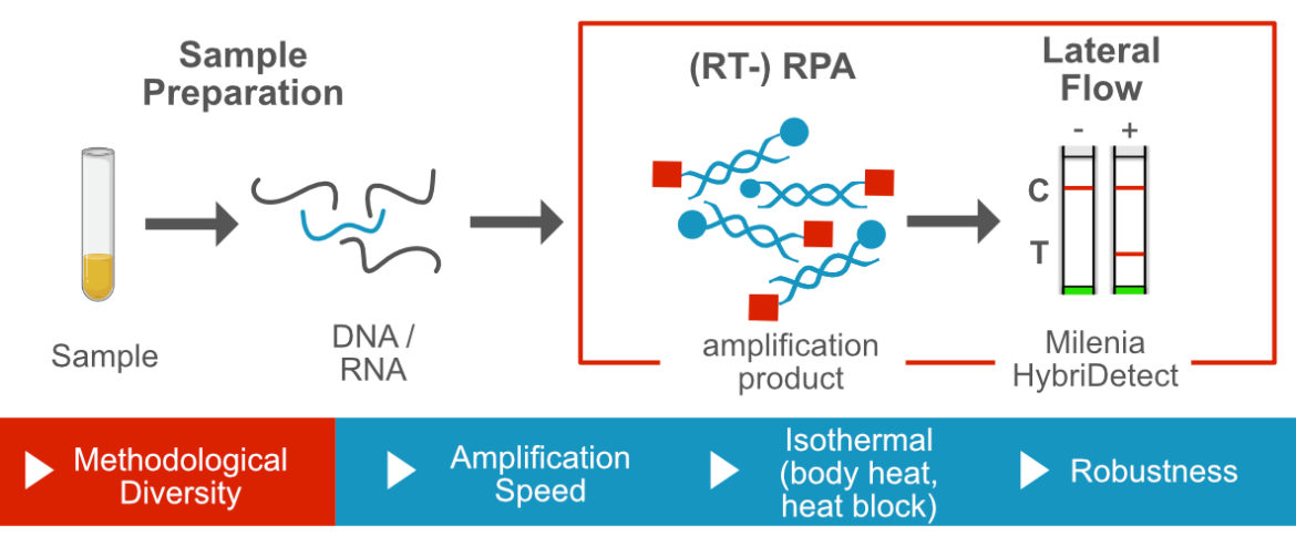 Recombinase Polymerase Amplification and Lateral Flow