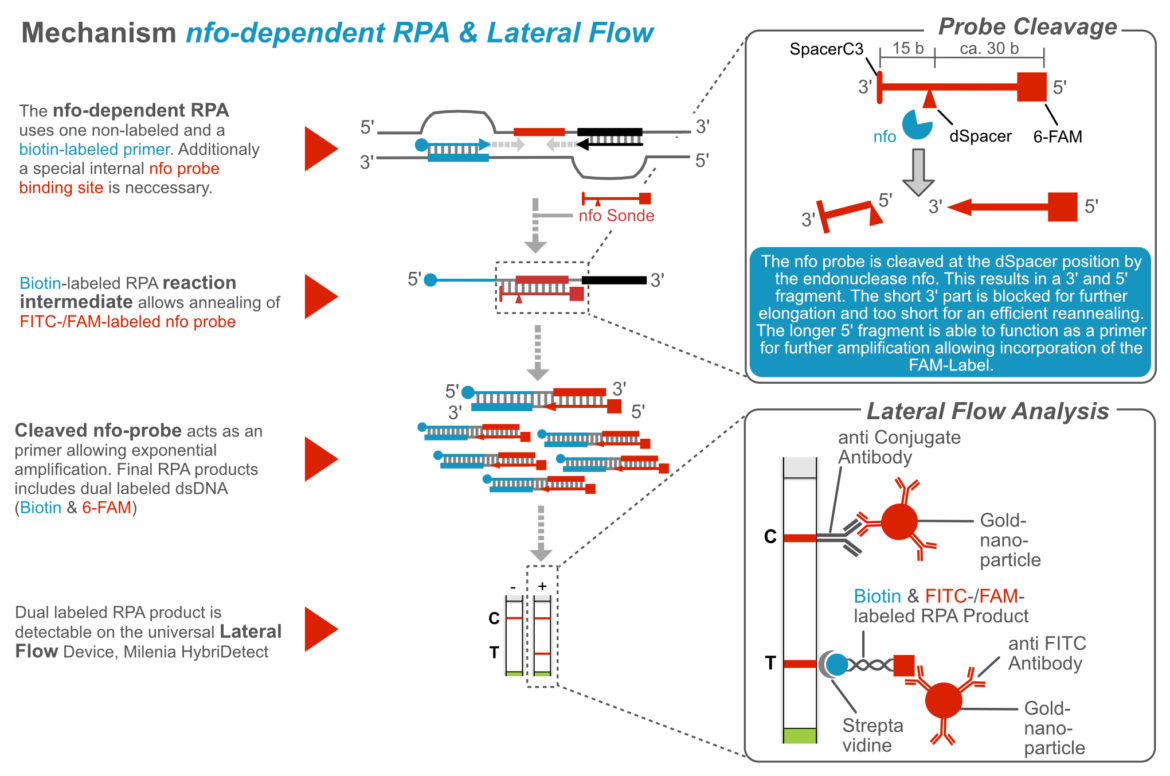 Recombinase Polymerase Amplification - nfo dependent mechanism