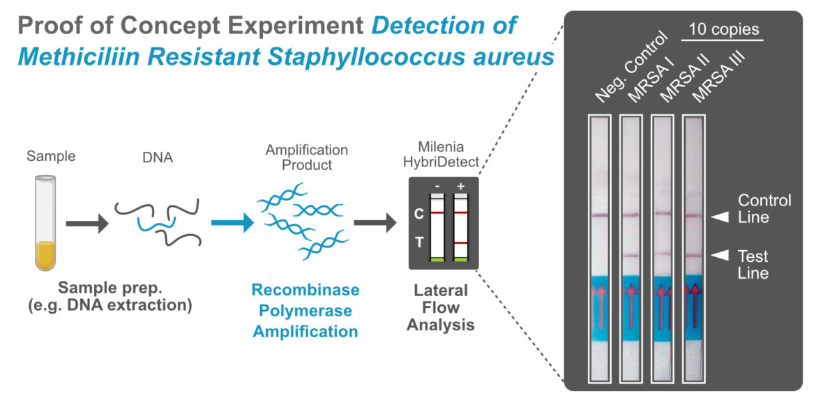 Recombinase Polymerase Amplification - Workflow and Proof of Concept