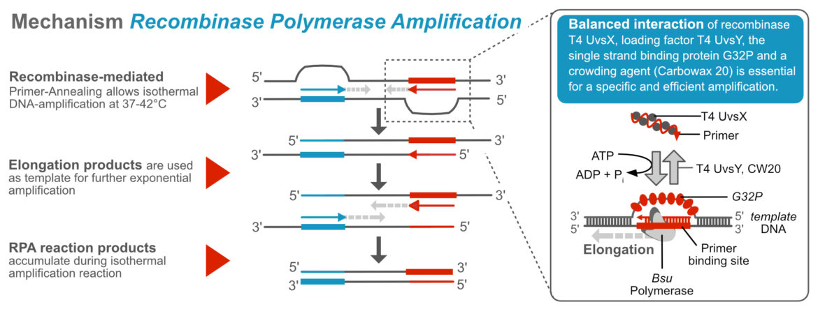 General Mechanism - Recombinase Polymerase Amplification