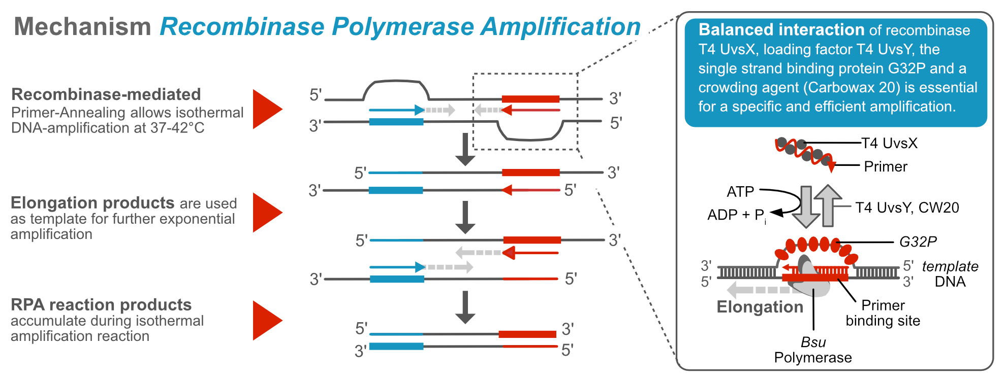 Polymerase Amplification & Lateral Flow