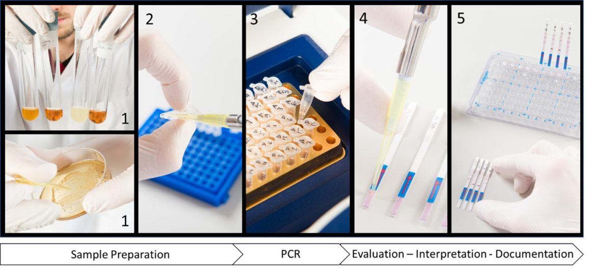 Worfkflow-Milenia-GenLine-Detection-Beer-Spoiling-Bacteria