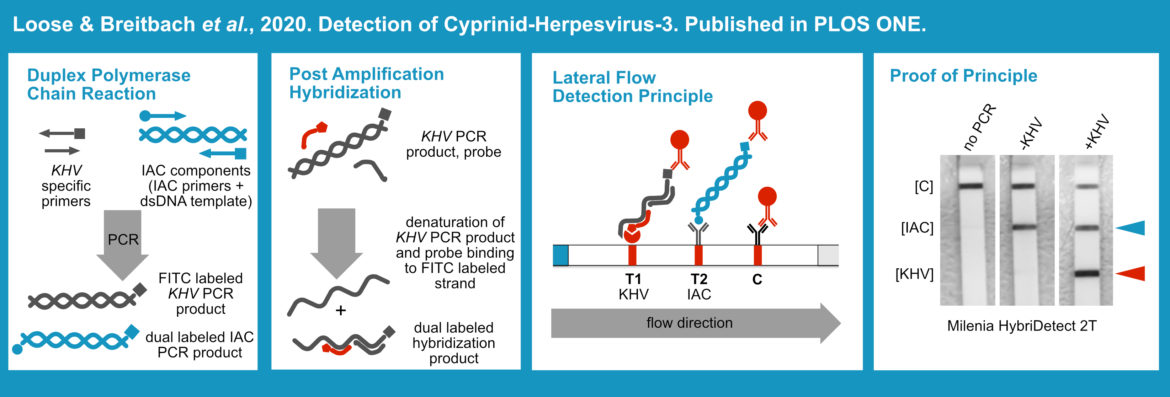 Duplex PCR and Lateral FLow