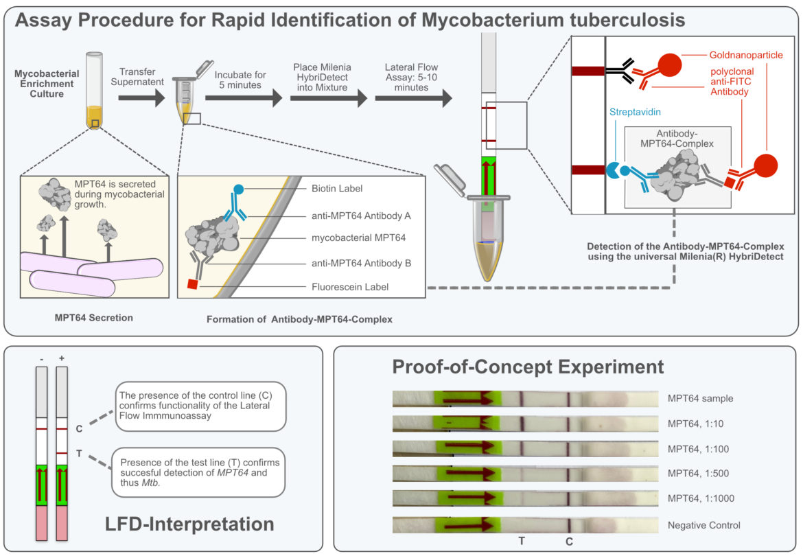 Rapid Detection of Mycobacterium tuberculosis using universal Lateral Flow Assay