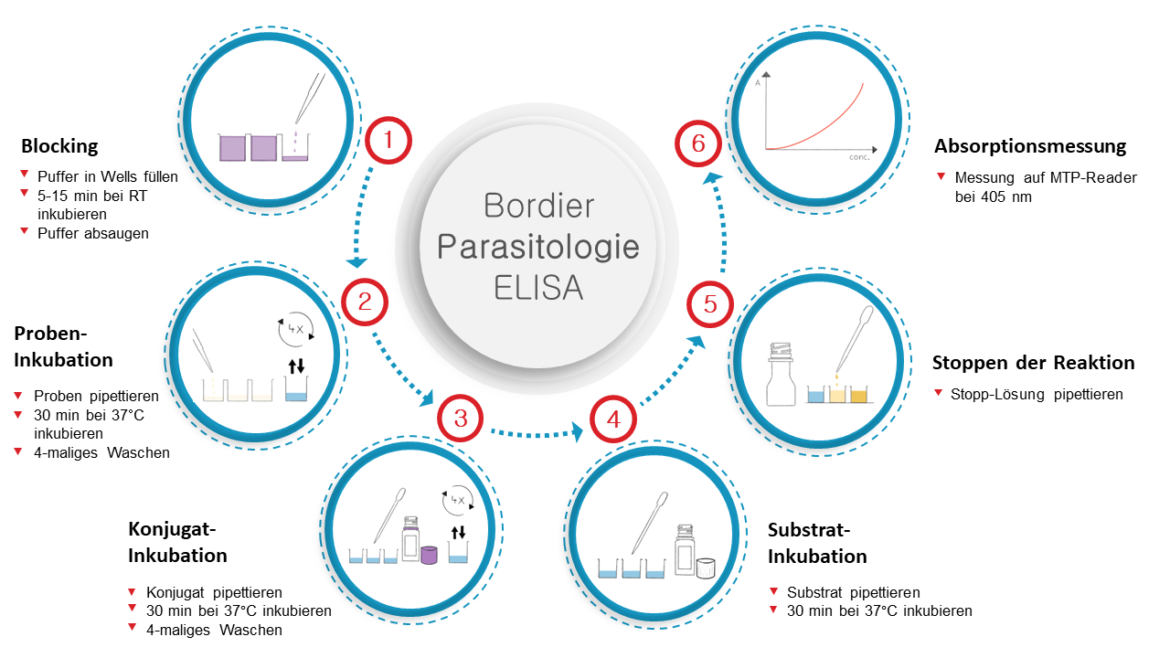 Workflow der Bordier ELISA-Tests zur serologischen Diagnostik von Parasitosen