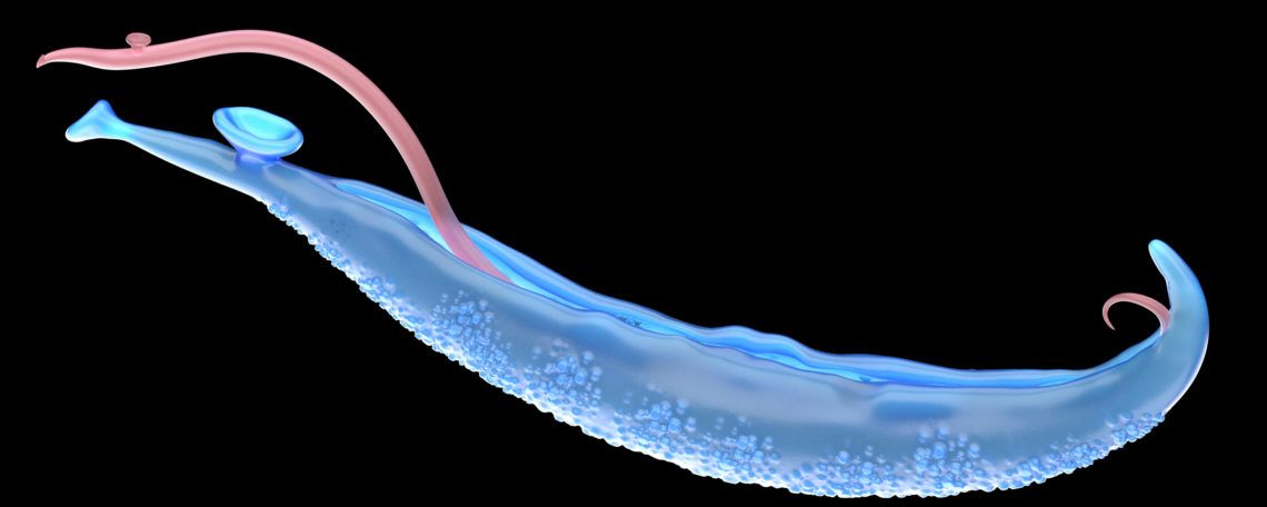 Serologische Diagnostik Parasitosen - Schistosoma Adult Haematobium - Trematoden