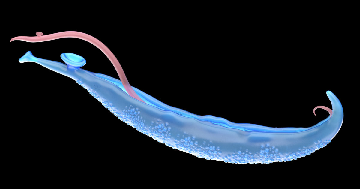 Parasitosen Serologische Diagnostik » Einfach & im Labor bewährt