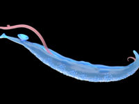 Serologische Diagnostik Parasitosen - Schistosoma Adult Haematobium - Trematoden